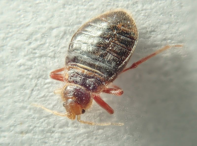 Top Signs You Have Bed Bugs