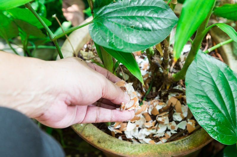 egg shells for healthy plant growth