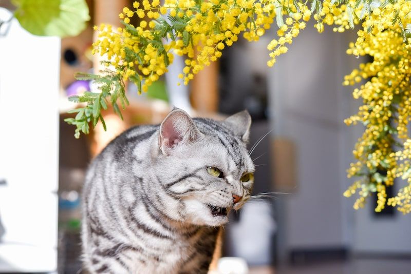 cat and a plant