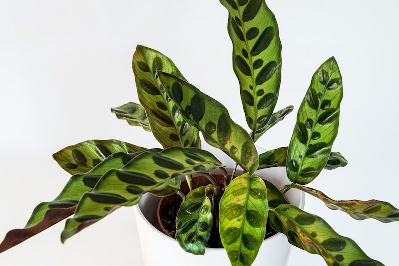 Rattlesnake Plant