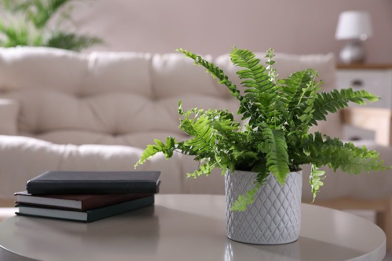 Boston Fern