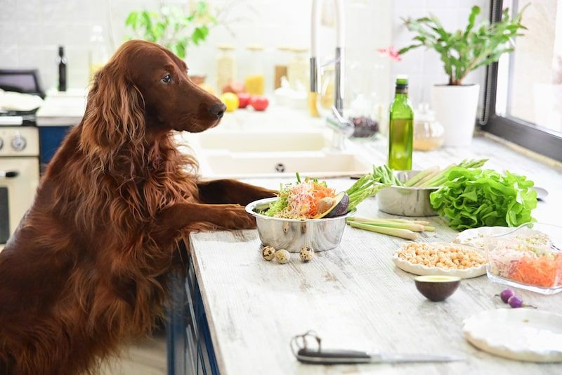 dog leaning on the kitchen cabinet