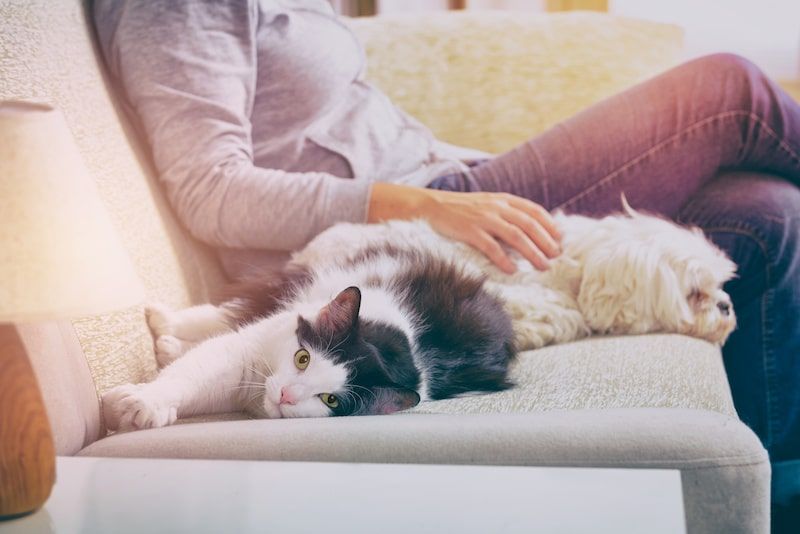 a cat and dog lying next to their owner on the dofa