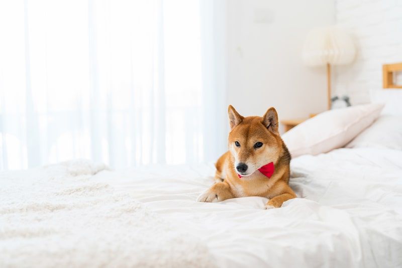 Shiba inu on a bed