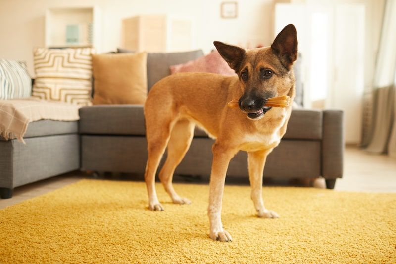 A dog holding on to a toy