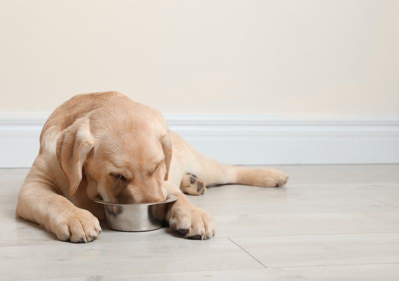 a labrador with its snout in its food bowl