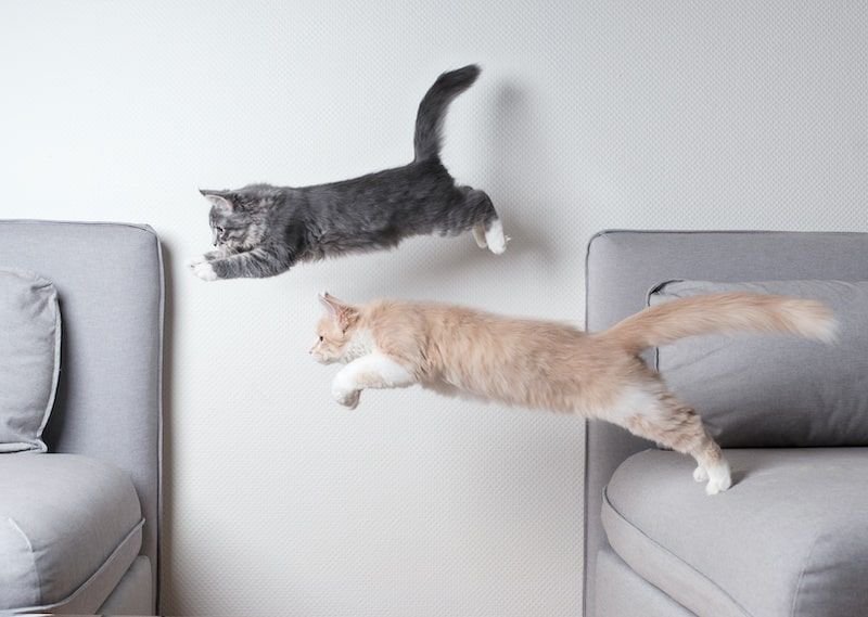 Two cat leaping from one couch to an other