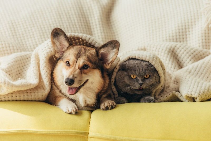 a dog and a cat huddled up under a sheet