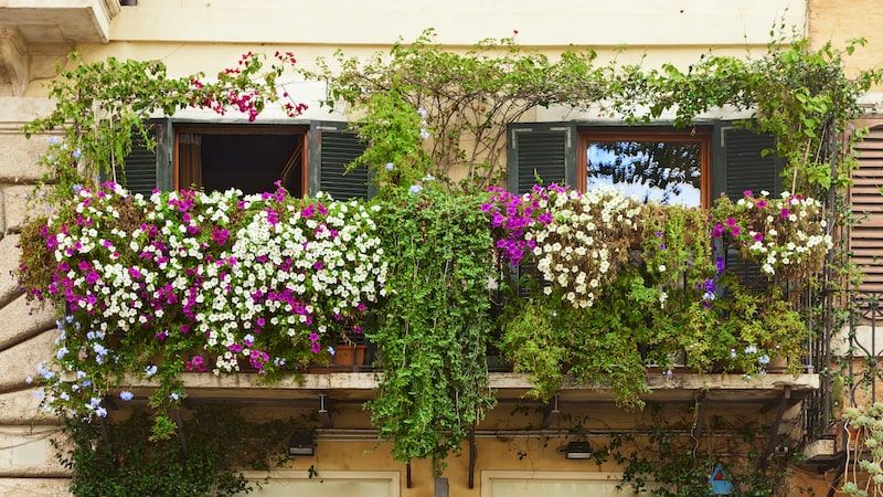 Vines hanging from a wall