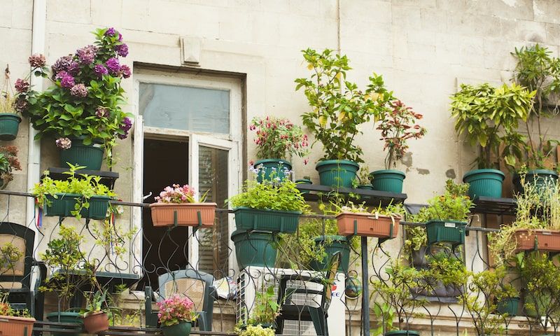 Plants placed in containers