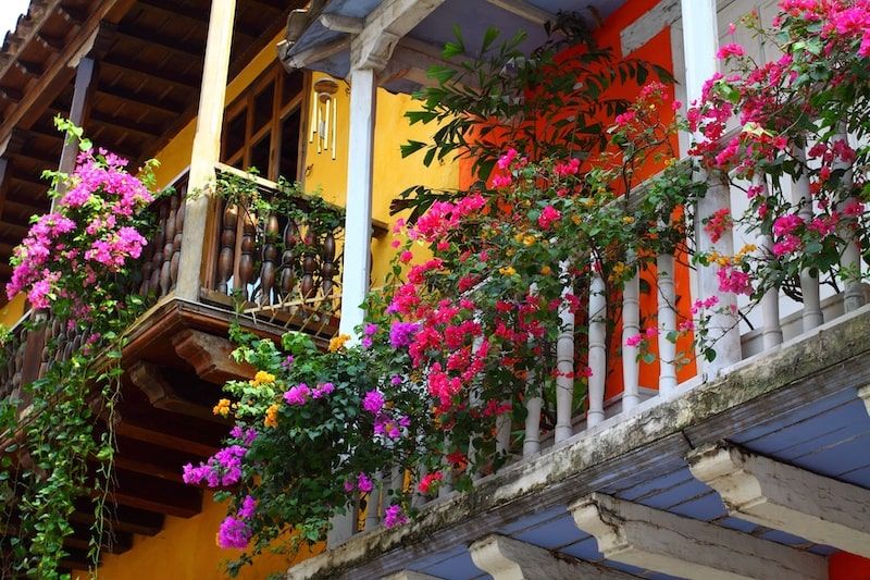 Blossoming flowers on a balcony wall