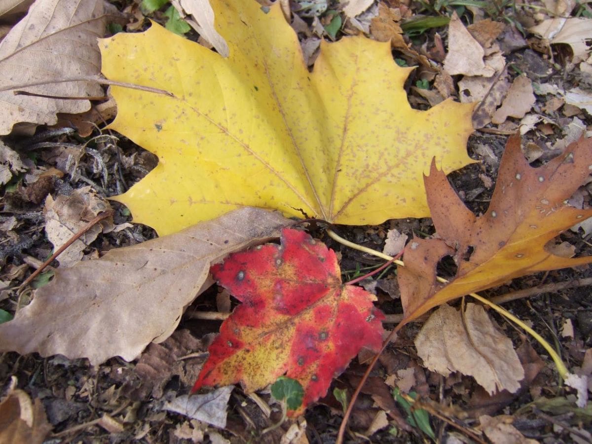 Dry Leaves that can be used for Halloween 