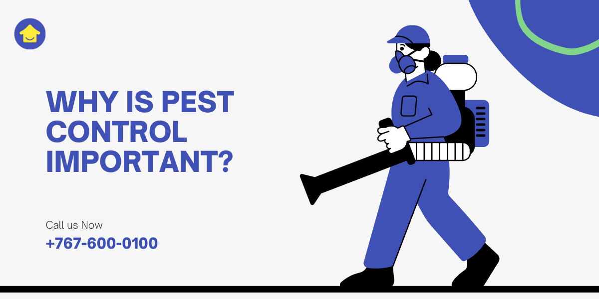 Pest Infestation- Why Does Pest Control Important?