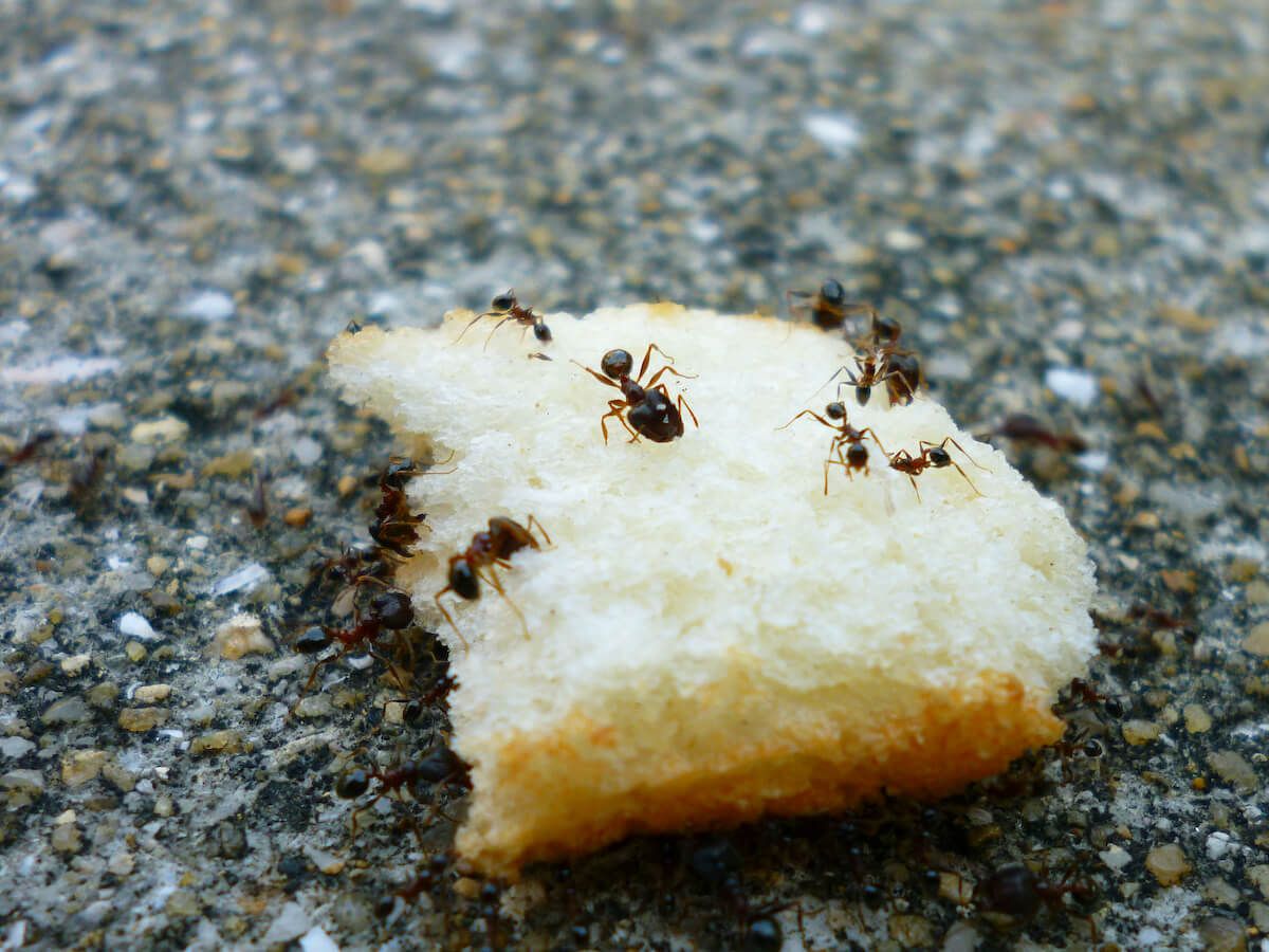 Ants Control Services