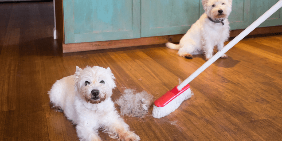 Hacks and Tips to remove pet hair from your home