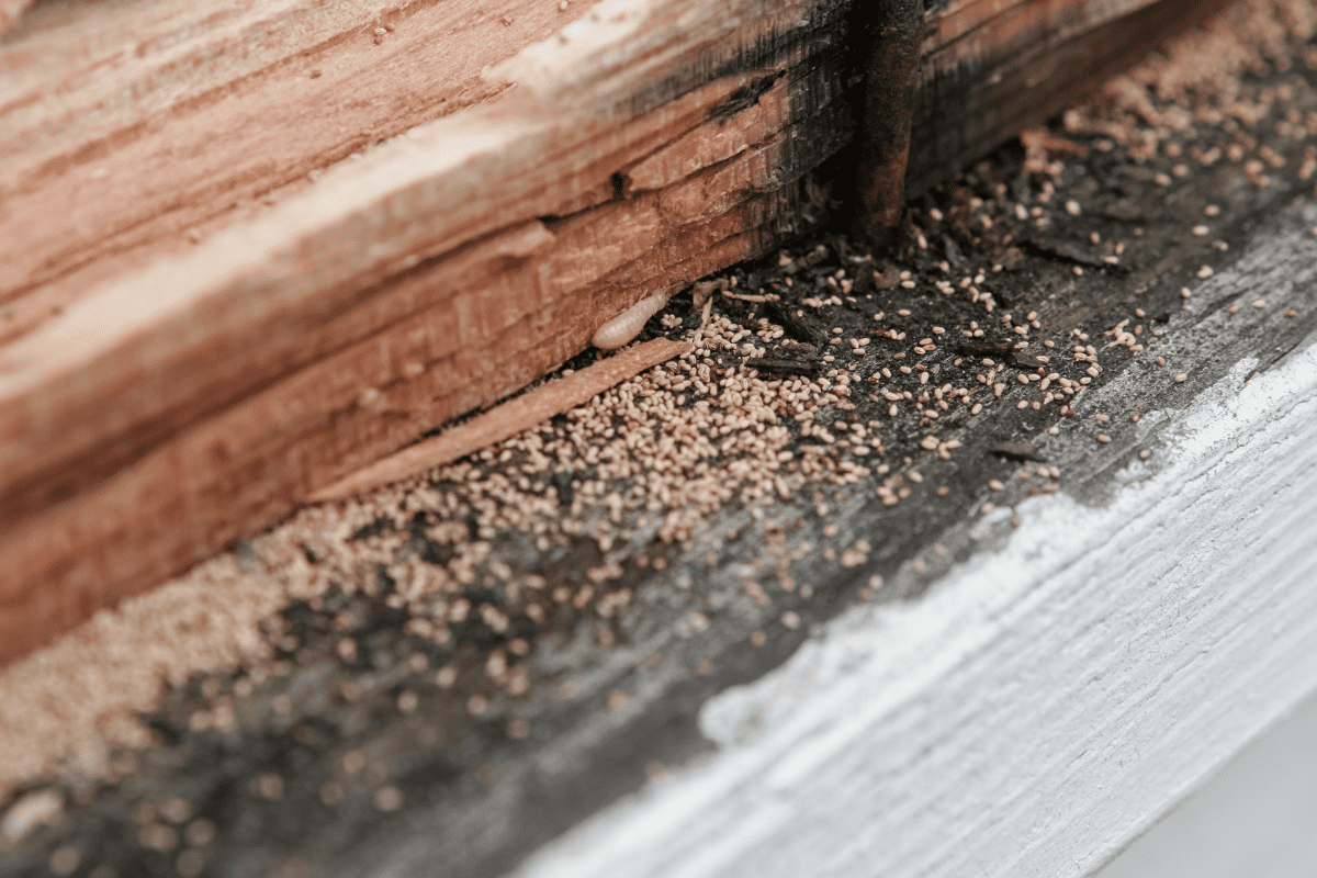 termites, wood, furniture