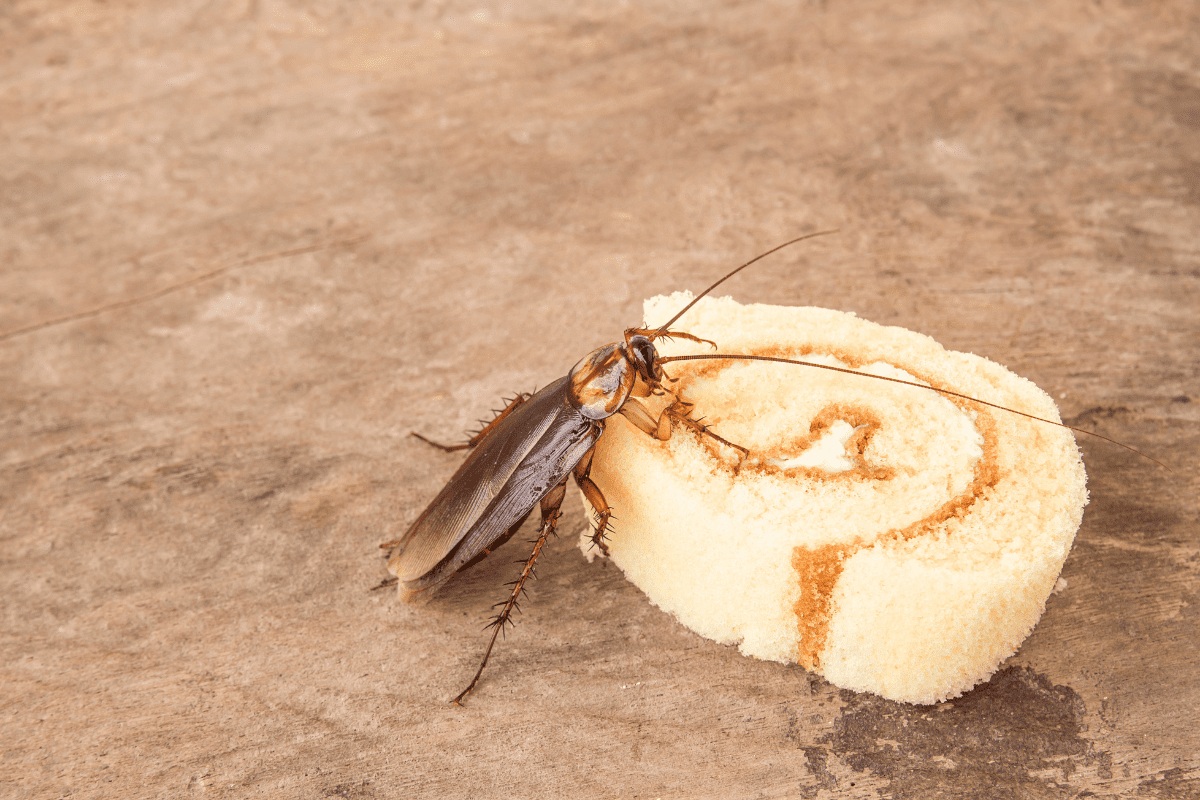 Food, cockroach, insect