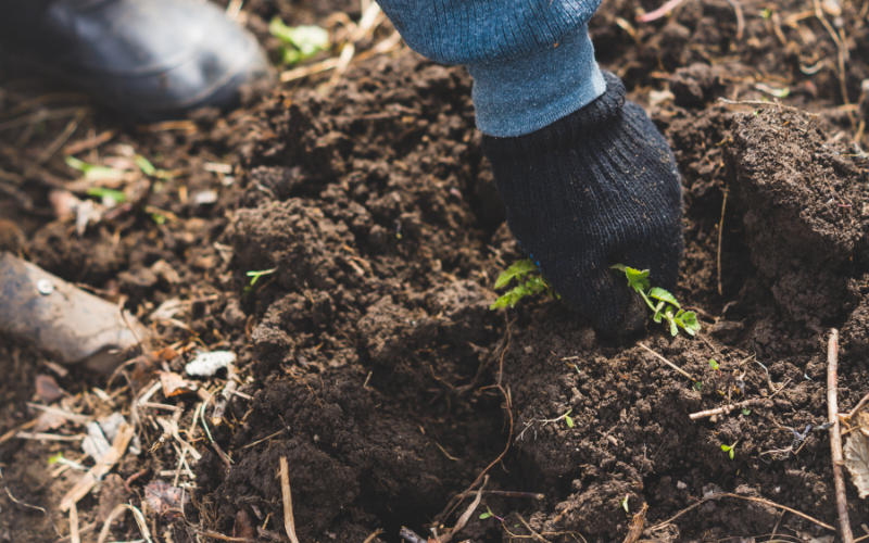 How To Naturally Get Rid Of Weeds Without Harming Your Garden