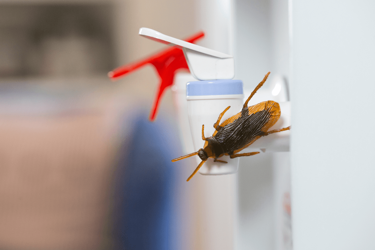 Cockroach infestation, Pest control