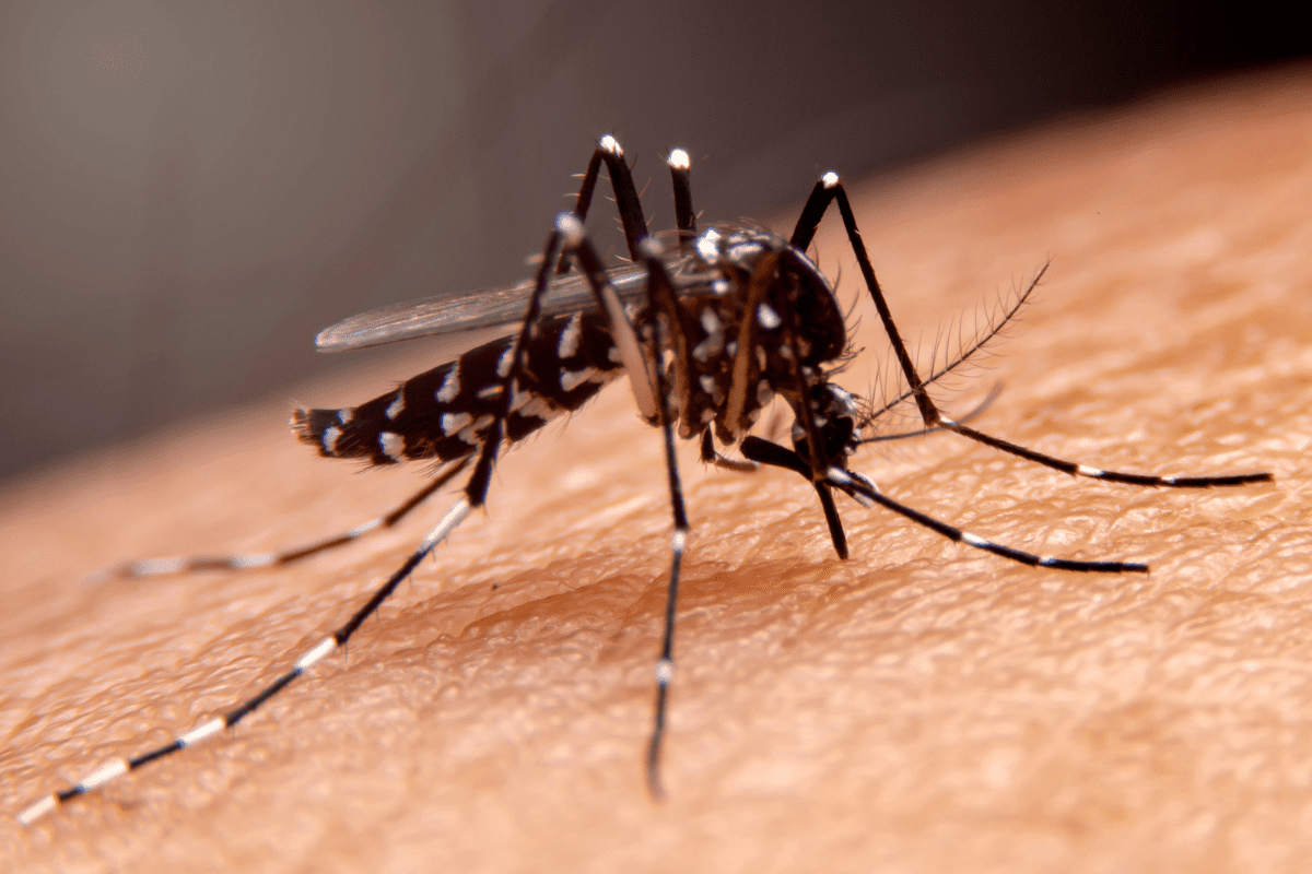 dengue mosquito. mosquito of dengue