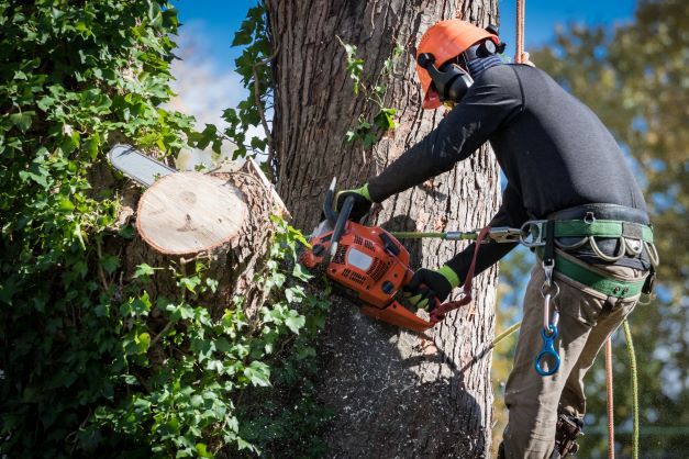 professional tree removal company