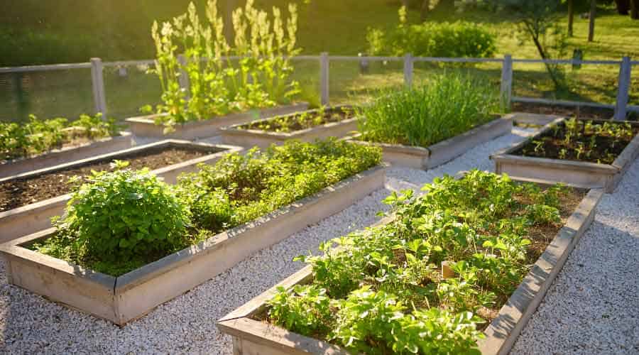 kitchen garden bed