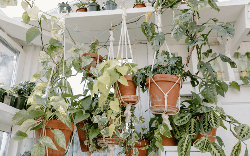 Hanging pots in hanging garden