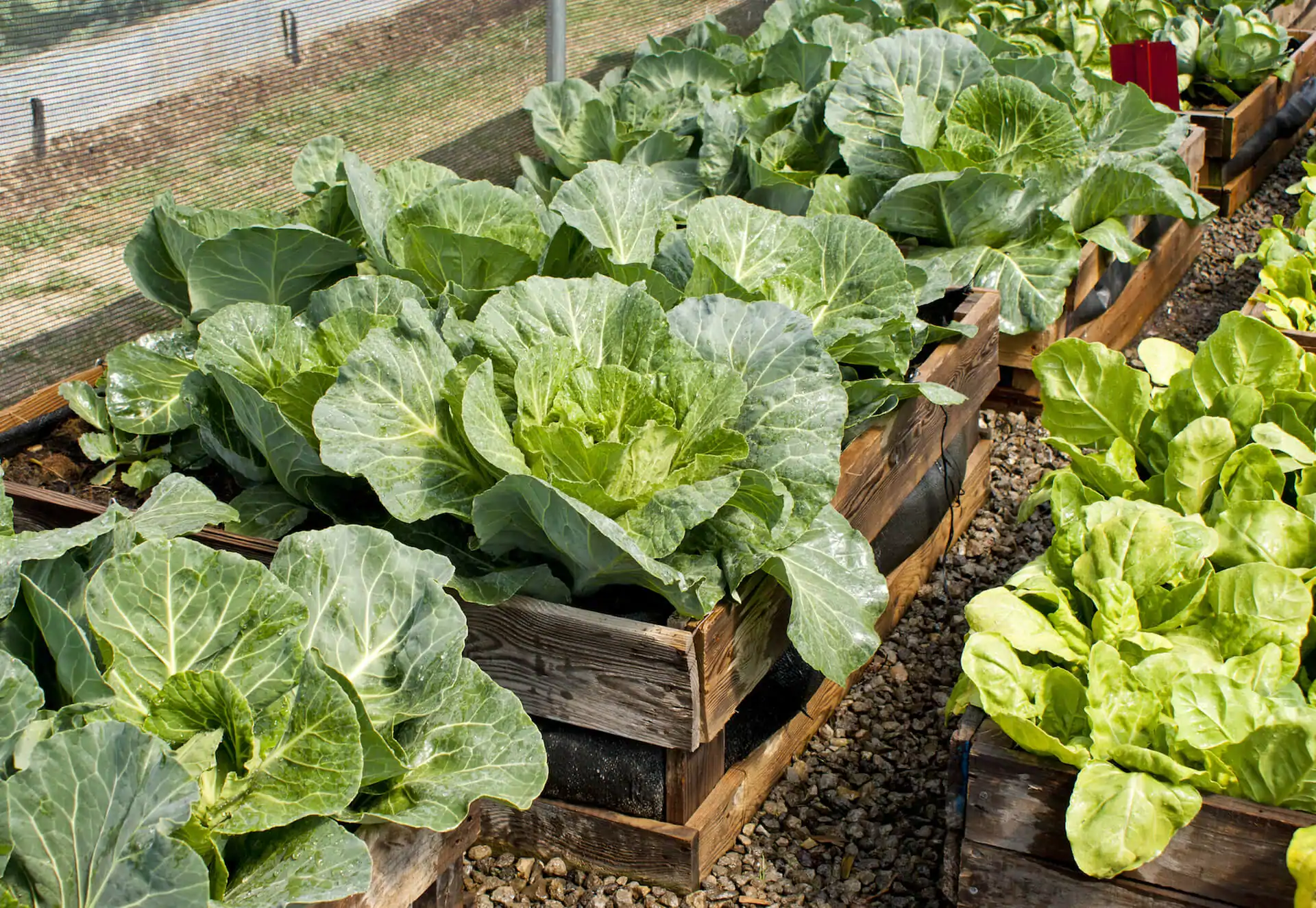 pallet raised garden bed