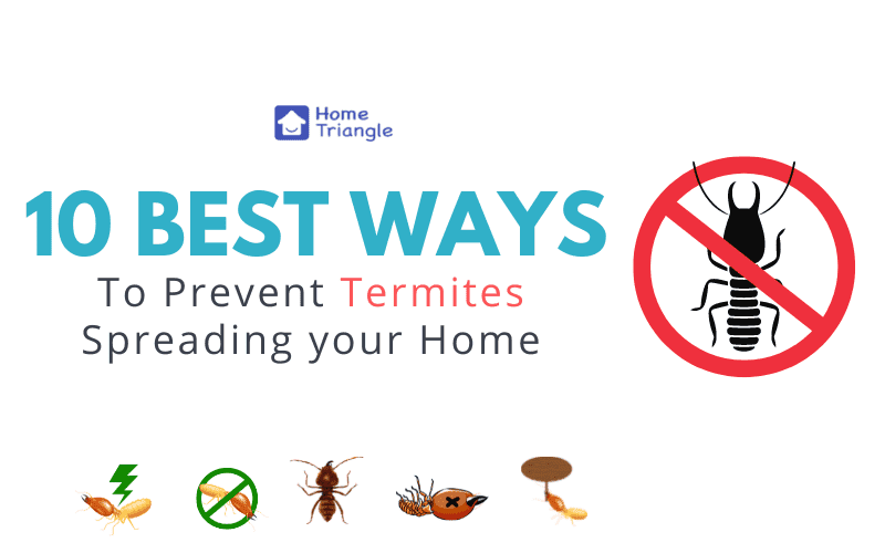 10 Best Ways to Prevent Termites Spreading in your Home