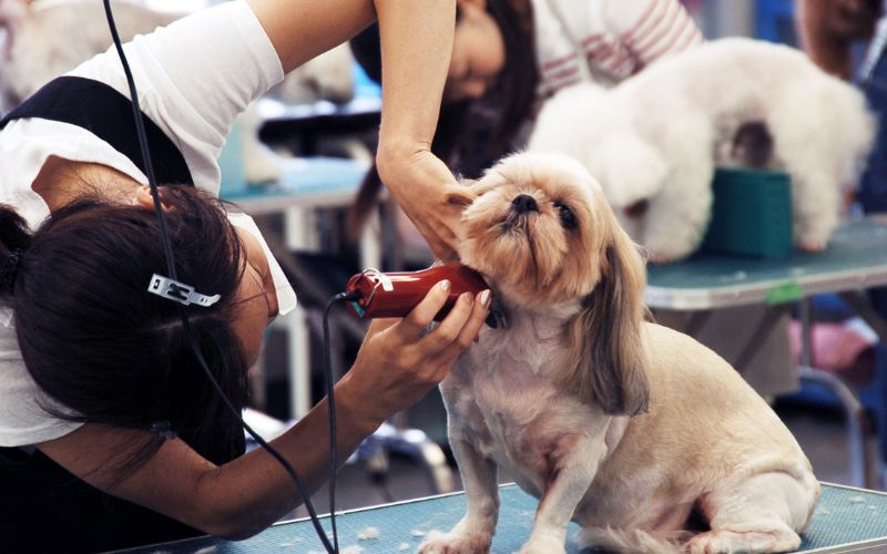 The Importance of Regular Pet Grooming for Your Pet