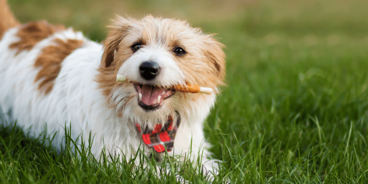 pets and life