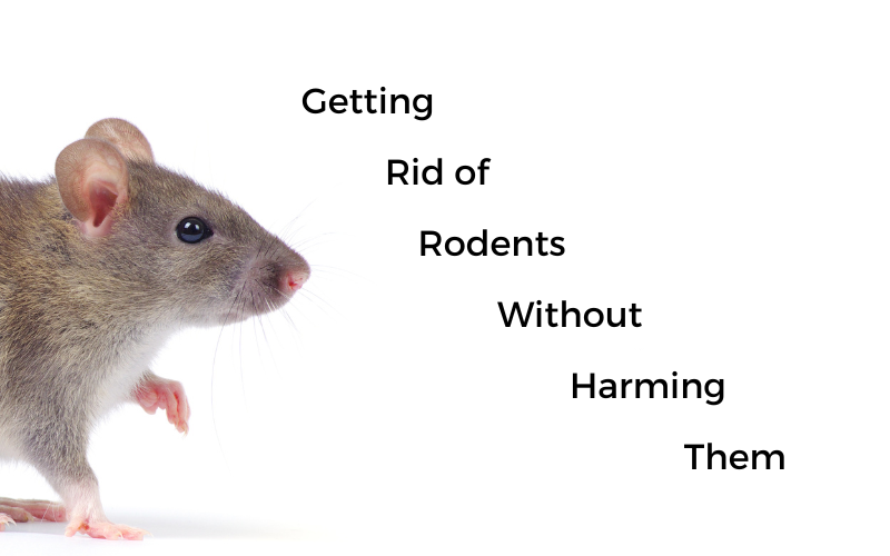 How To Get Rid of Rats Naturally