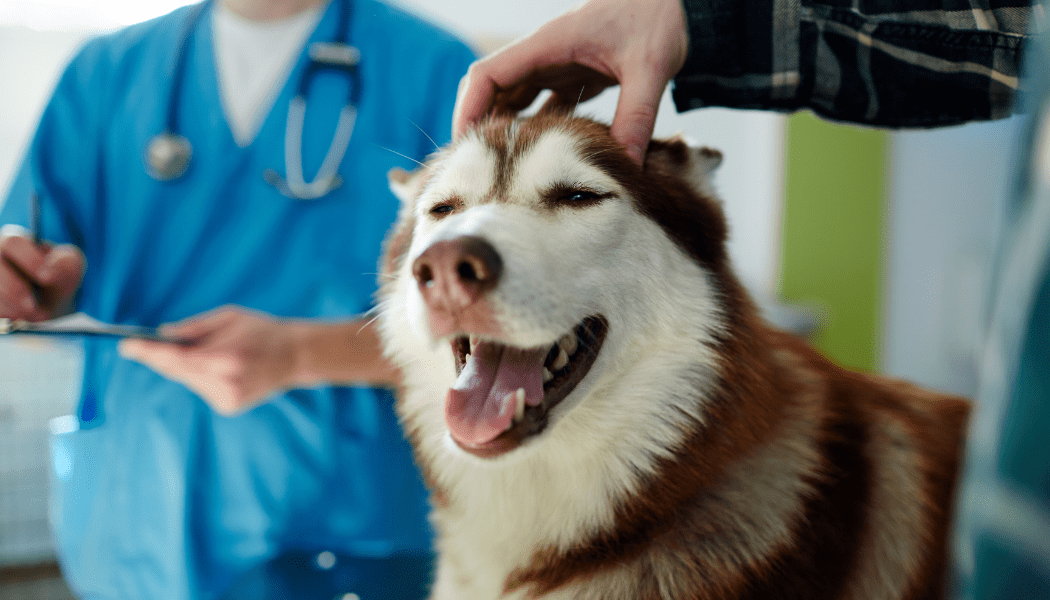 pets grooming, pets images