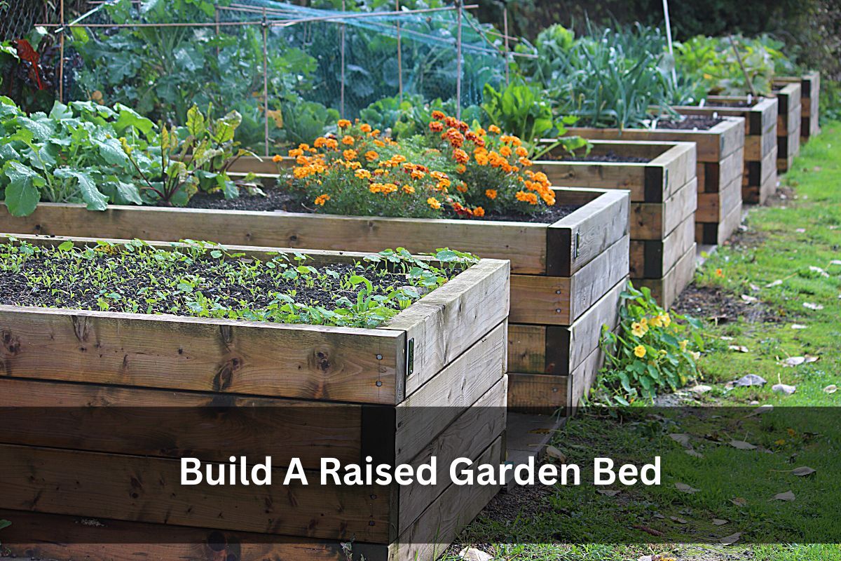 How To Build A Raised Garden Bed From the Scratch
