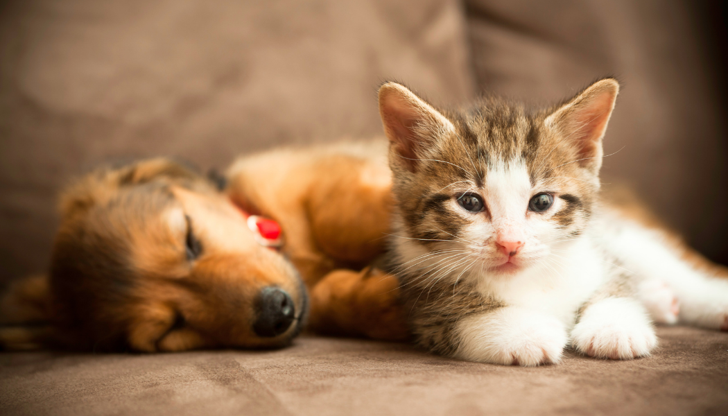 Pupy and kitten lying on a couch