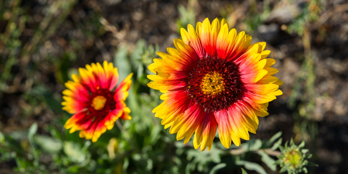 9 Indian Flowers You Can Use To Decorate Your Home