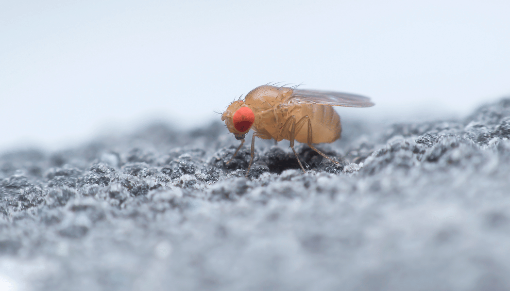 Dealing with Fruit Fly Infestation A Practical Guide