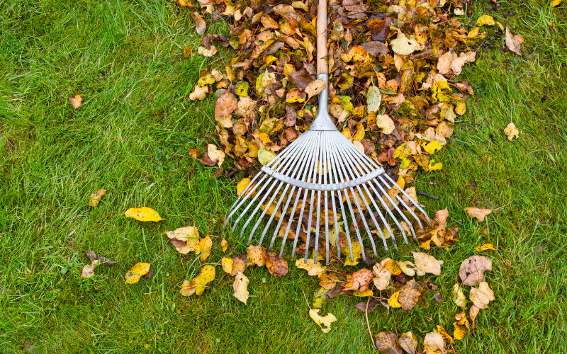 Cleaning Yard With a Rake