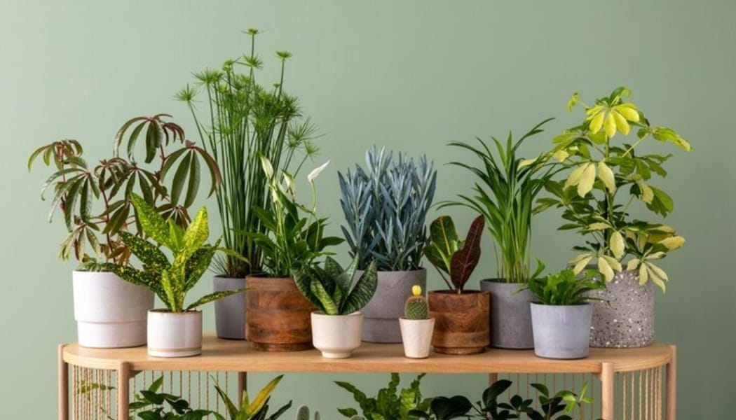 An indoor garden with plants to purify and cool the air