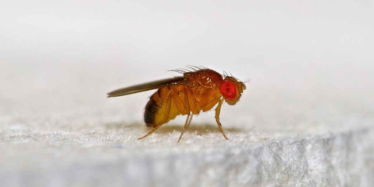 fruit fly