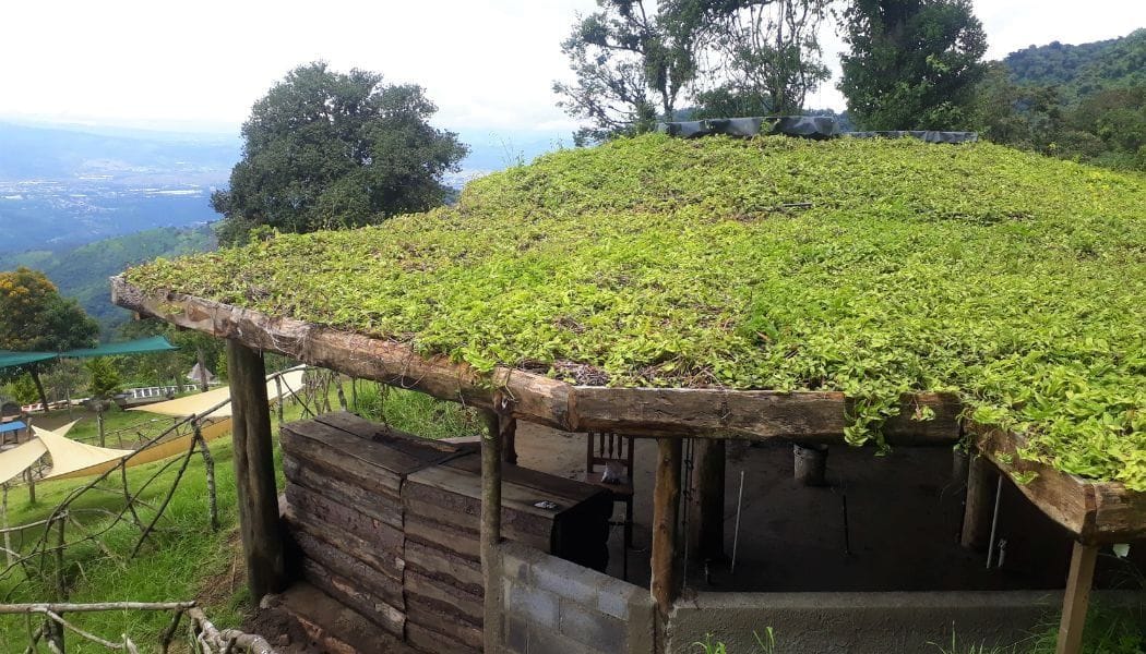 Green Roof on a Wooden Building