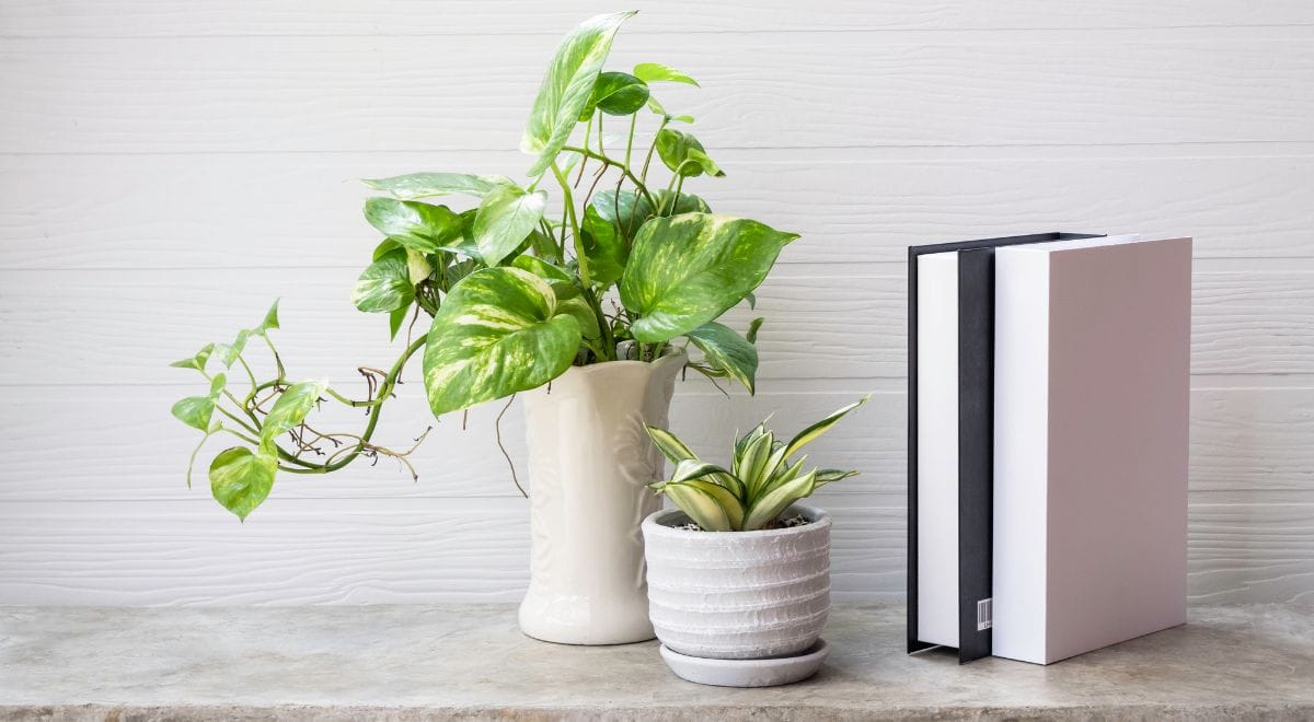 5 Best Low Maintenance Indoor Plants for Indian Homes