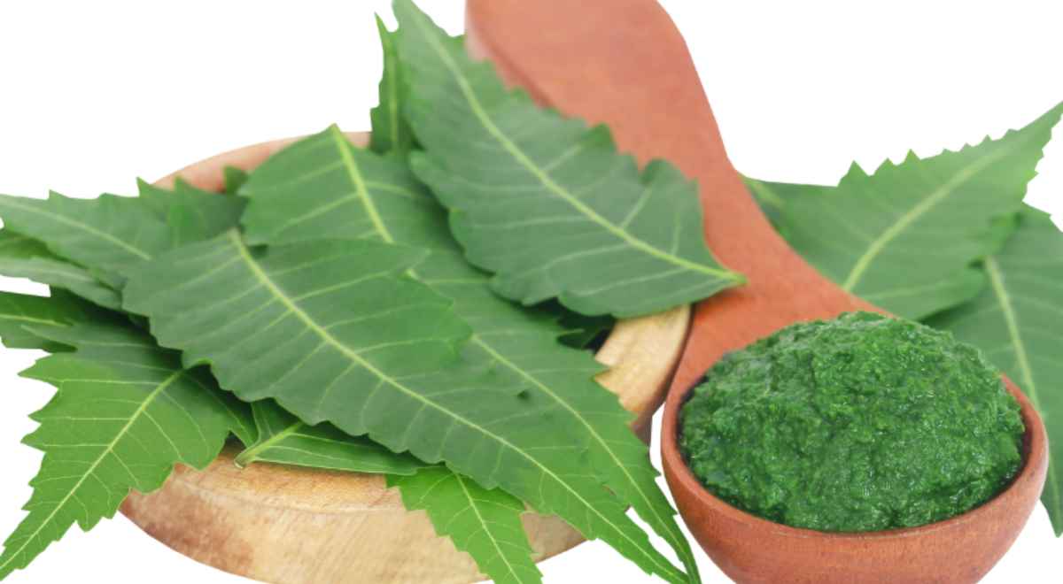 Neem leaves paste