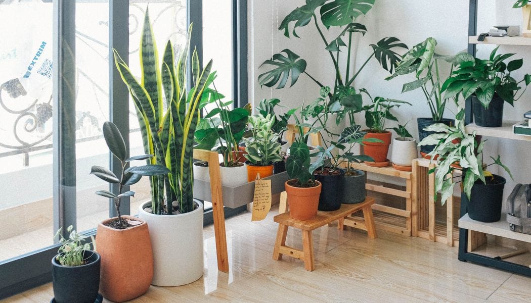 Potted Green Plants for Home Decor