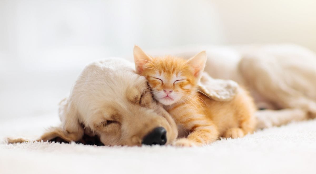 Things to Keep in Mind While Owning a Cat and a Dog Together