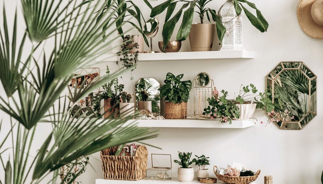 Shelfs with Indoor Plants and Decor