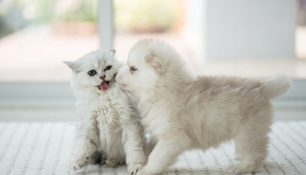 White kitten and puppy playing