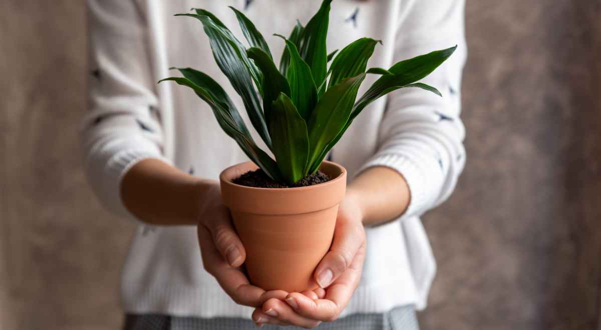 a person holding a potted plant