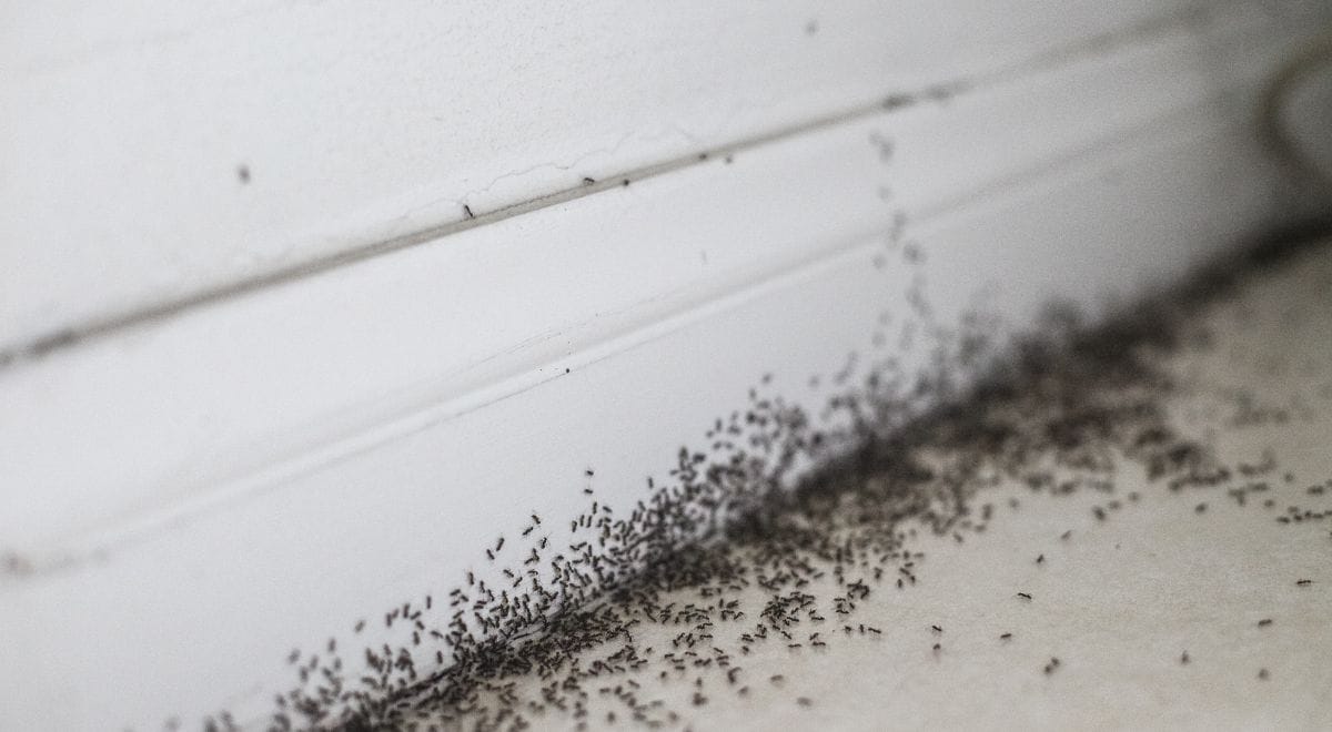 ants swarmed at the edge of a floor