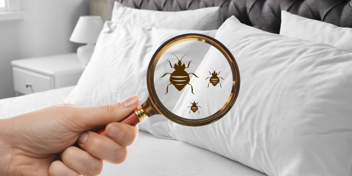 Home Remedies for Bed Bugs Control